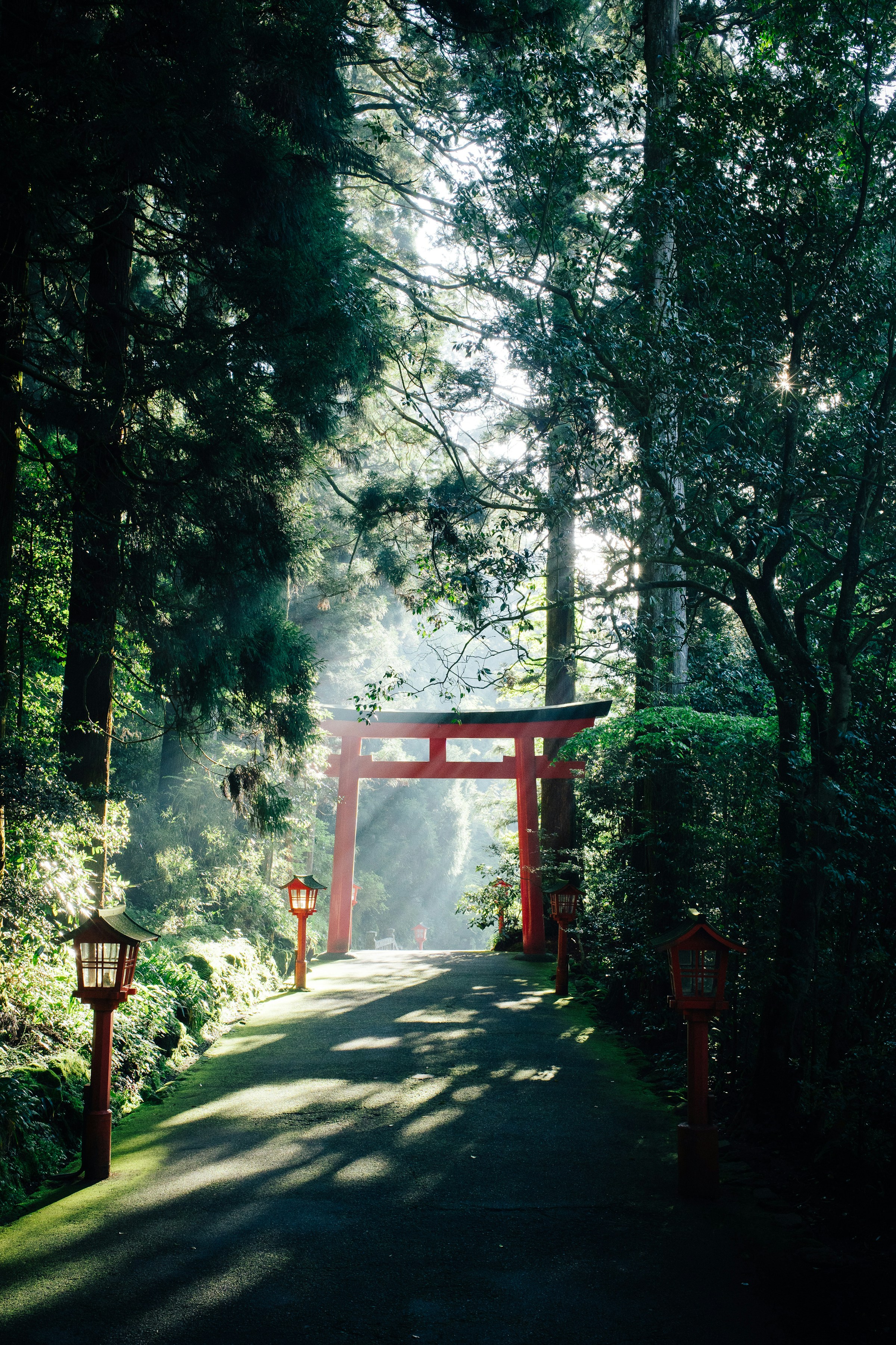Mistig bergwoud met torii poort in Japan